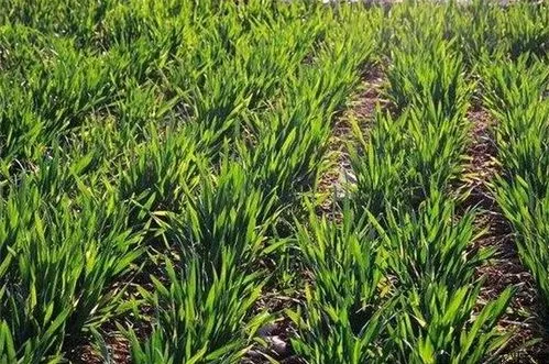 小麥銹病有哪些？