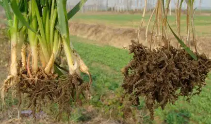 小麥孢囊線蟲(chóng)病