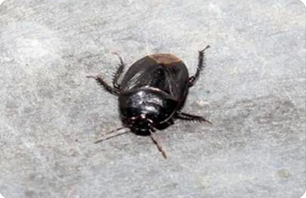 主要地下害蟲——根土蝽