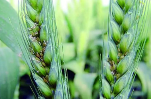 小麥吸漿蟲的防治