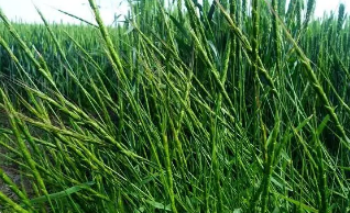 麥田雜草的防除（農業(yè)措施）