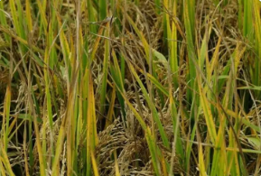 稻瘟病的綜合治理