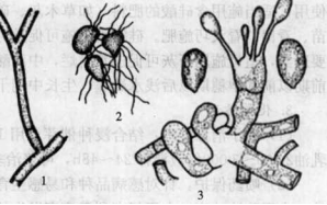 水稻紋枯病的病原物