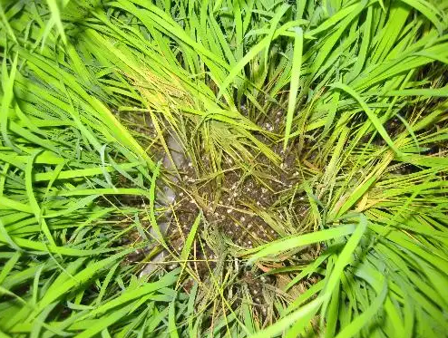 水稻苗期病害的發(fā)病因素