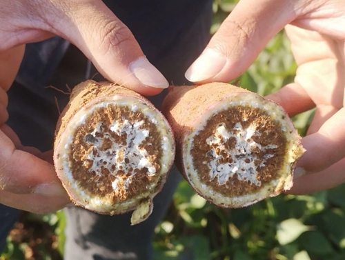 甘薯莖線蟲病的癥狀