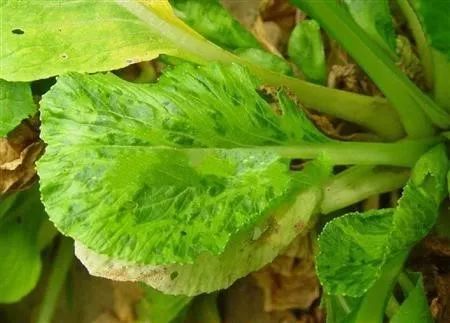 油菜病毒病的發(fā)病因素