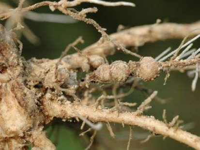 大豆胞囊線蟲(chóng)病的癥狀