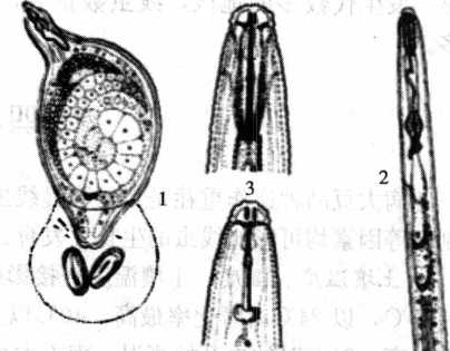 大豆胞囊線蟲(chóng)病的病原物