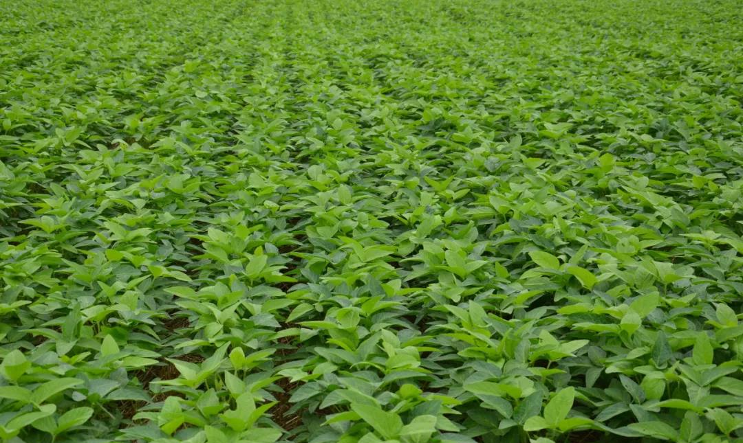 大豆胞囊線蟲(chóng)病的發(fā)病因素