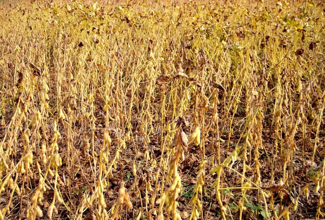 大豆胞囊線蟲(chóng)病的綜合治理