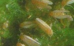 假眼小綠葉蟬的發(fā)生規(guī)律與防治技術