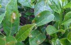 茶輪斑病的發(fā)生與防治