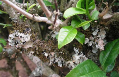 茶樹種植茶煤病有什么癥狀表現(xiàn),如何防治？ 