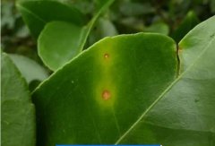 如何防治茶枝梢黑點(diǎn)??？