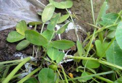 如何防治茶苗白絹病？