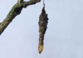 茶小蓑蛾的生活習(xí)性