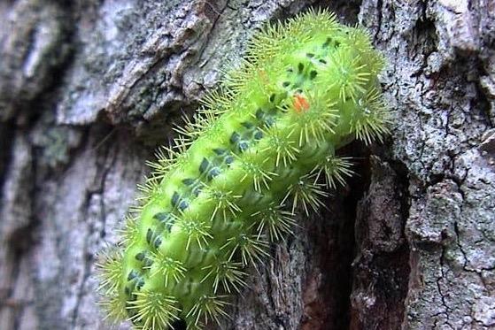 麗綠刺蛾的形態(tài)特征與生活習(xí)性