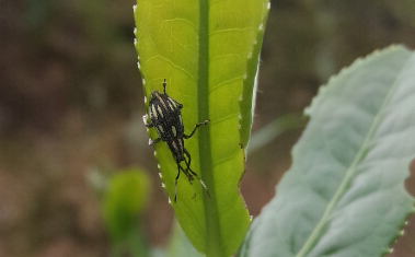 茶麗紋象甲的發(fā)生規(guī)律