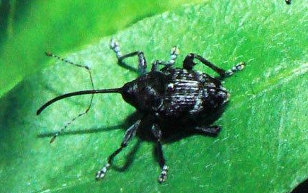 茶籽象甲的生活習性