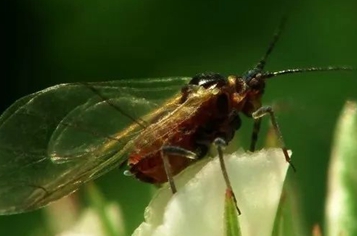 茶蚜的習性與防治