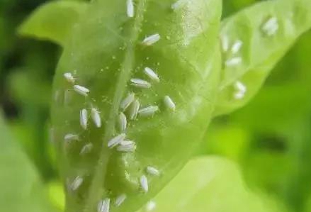 柑橘粉虱的生活習性