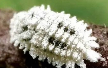 日本長白盾蚧的測報方法