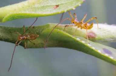 臺(tái)灣刺盲蝽的發(fā)生規(guī)律