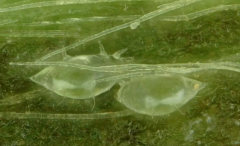 茶跗線螨的生活習(xí)性與防治技術(shù)