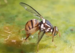 橘小實(shí)蠅的防治措施