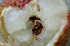 荔枝蒂蛀蟲的防治技術(shù)