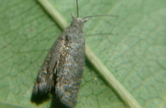 桉小卷蛾的防治方法與測報技術