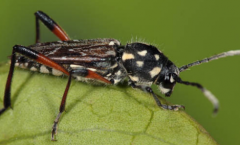 脊胸天牛的生活習性