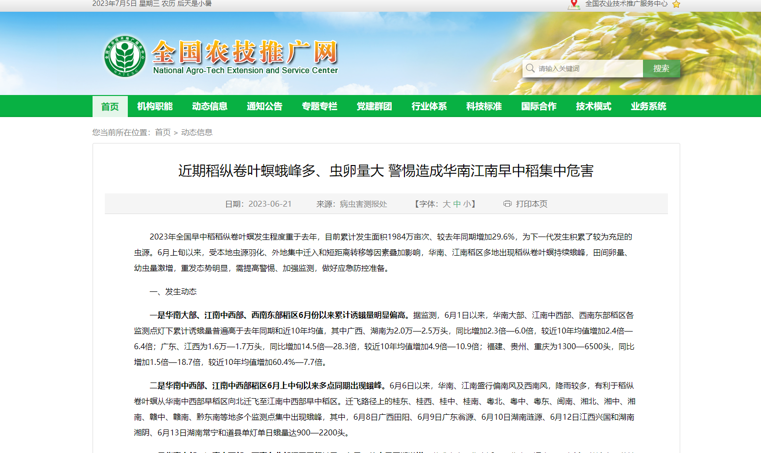 近期稻縱卷葉螟蛾峰多、蟲卵量大 警惕造成華南江南早中稻集中危害